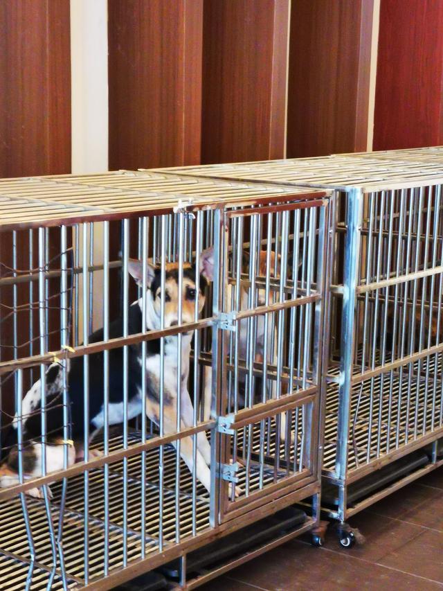 Photo of PREVENTICARE Veterinary Clinic - Kuala Lumpur, Kuala lumpur, Malaysia