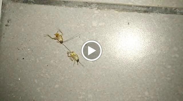 Photo of Proactive Pest Solutions - Shah Alam, Selangor, Malaysia