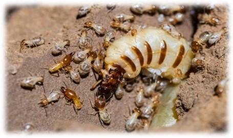 Photo of Proactive Pest Solutions - Shah Alam, Selangor, Malaysia