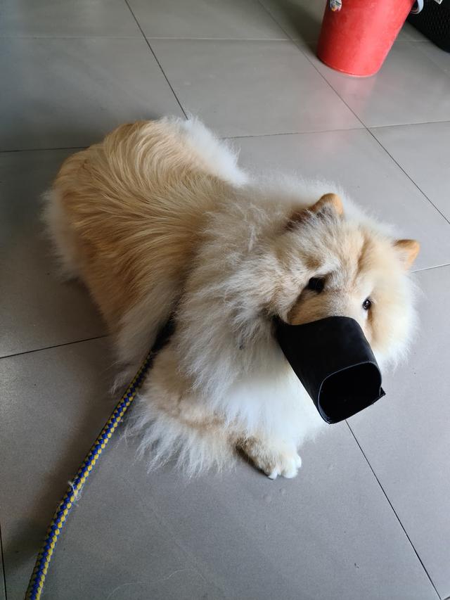 Photo of Rain Animal Centre - Subang Jaya, Selangor, Malaysia