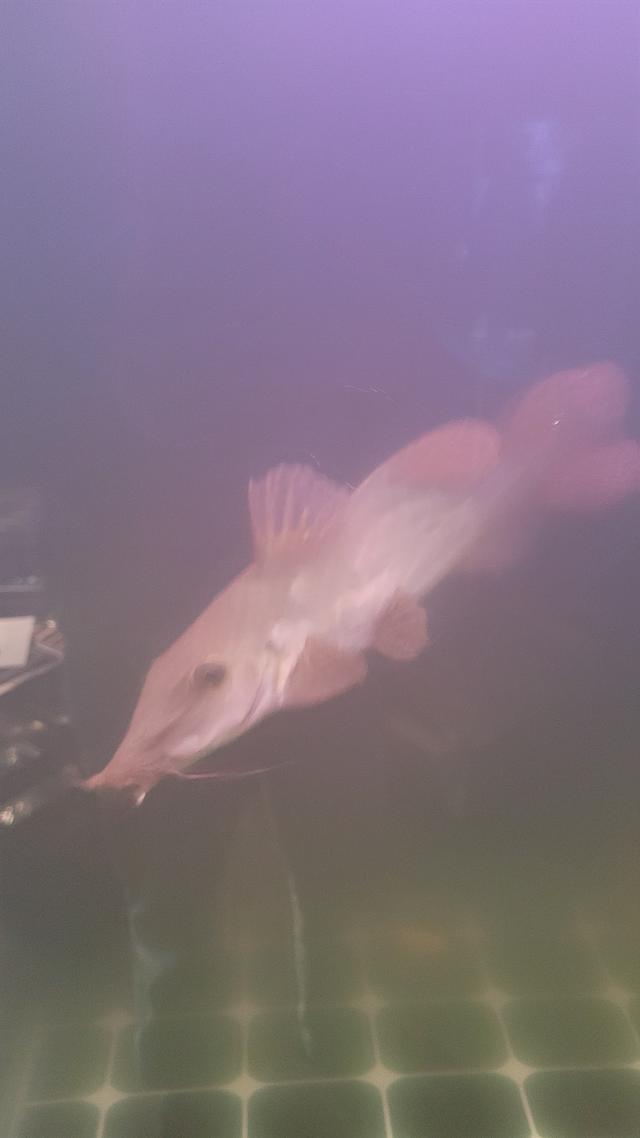 Photo of Rarity - Kuala Lumpur, Kuala lumpur, Malaysia