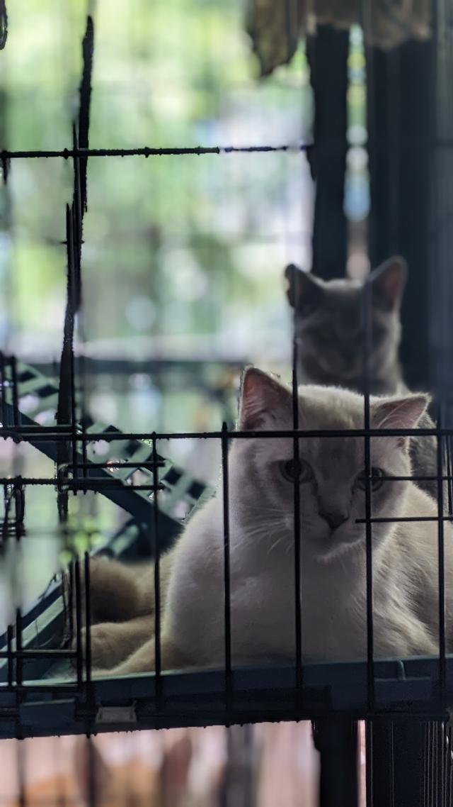 Photo of Rarity - Kuala Lumpur, Kuala lumpur, Malaysia