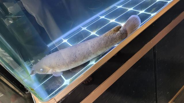 Photo of Rarity - Kuala Lumpur, Kuala lumpur, Malaysia