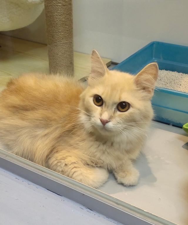 Photo of Right Meow Pet Shop - George Town, Penang, Malaysia