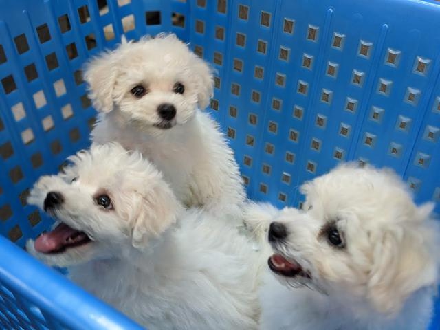 Photo of Sea Park Animal Polyclinic - Kuala Lumpur, Kuala lumpur, Malaysia