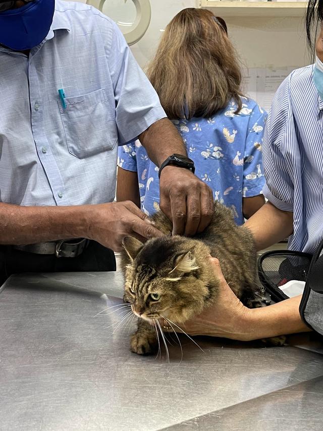 Photo of Sea Park Animal Polyclinic - Kuala Lumpur, Kuala lumpur, Malaysia