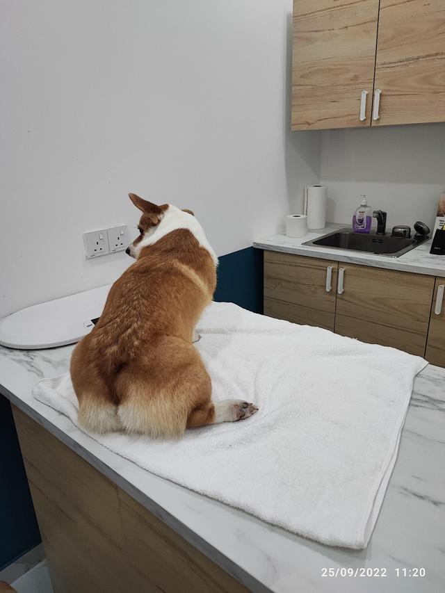 Photo of Setapak Veterinary Clinic - Kuala Lumpur, Kuala lumpur, Malaysia