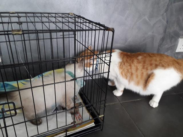 Photo of Sri Petaling Veterinary Clinic and Surgery - Kuala Lumpur, Kuala lumpur, Malaysia