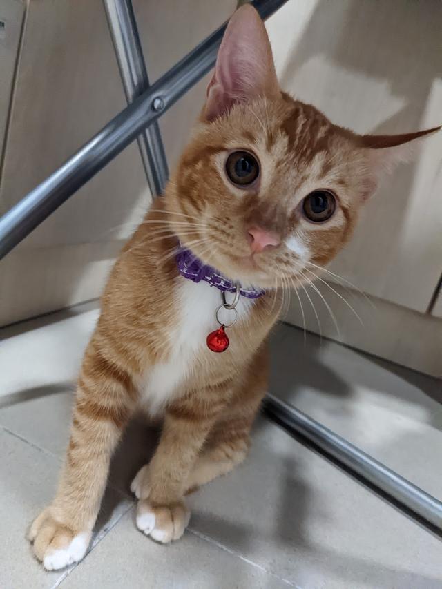 Photo of Taipan Veterinary Clinic & Surgery - Subang Jaya, Selangor, Malaysia