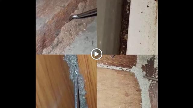 Photo of Termites Alvin Pest Control Penang 槟城灭白蚁专家 - Bayan Lepas, Penang, Malaysia