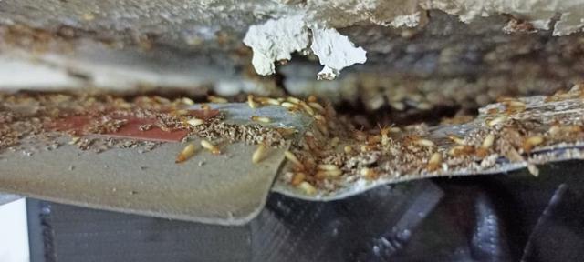 Photo of Termites Alvin Pest Control Penang 槟城灭白蚁专家 - Bayan Lepas, Penang, Malaysia