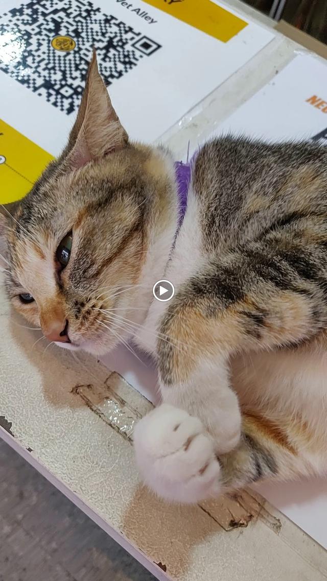 Photo of The Vet Alley Animal Clinic - Subang Jaya, Selangor, Malaysia