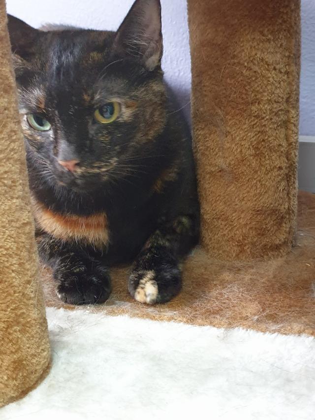 Photo of Trio Veterinary Clinic & Surgery (Klinik Veterinar Trio) - Kuala Lumpur, Kuala lumpur, Malaysia