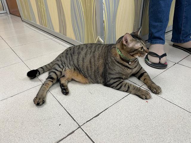 Photo of Trio Veterinary Clinic & Surgery (Klinik Veterinar Trio) - Kuala Lumpur, Kuala lumpur, Malaysia