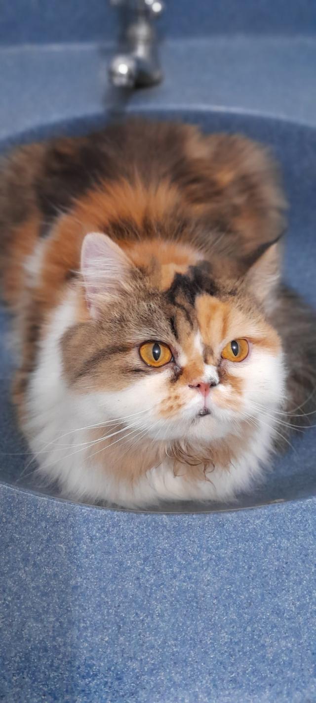 Photo of Trusty Paws Veterinary Clinic, Sri Rampai - Kuala Lumpur, Kuala lumpur, Malaysia