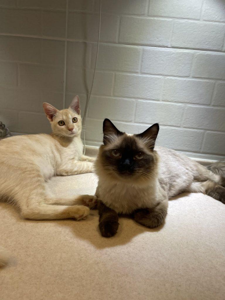 Background Blur Cover