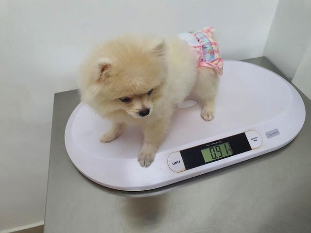 Photo of VPAC - Vets For Pets Animal Clinic Kuchai Lama - Kuala Lumpur, Kuala lumpur, Malaysia