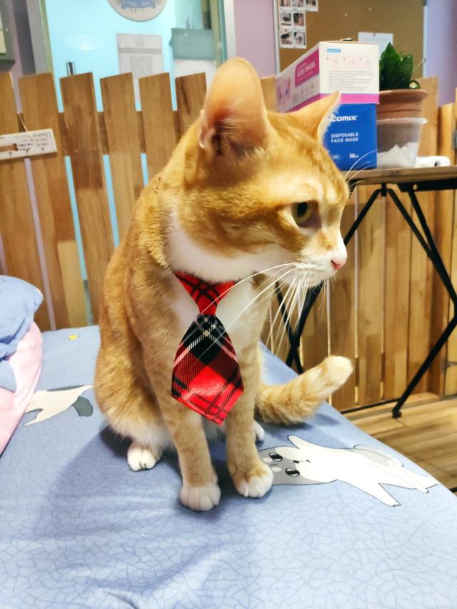 Photo of VPAC - Vets for Pets Animal Clinic Solaris Mont Kiara - Kuala Lumpur, Kuala lumpur, Malaysia