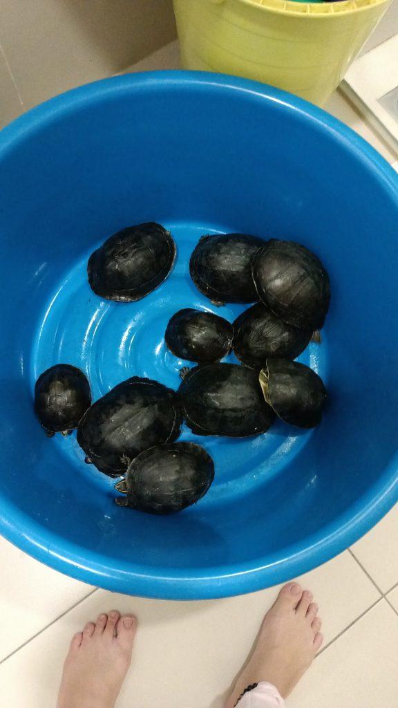 Background Blur Cover