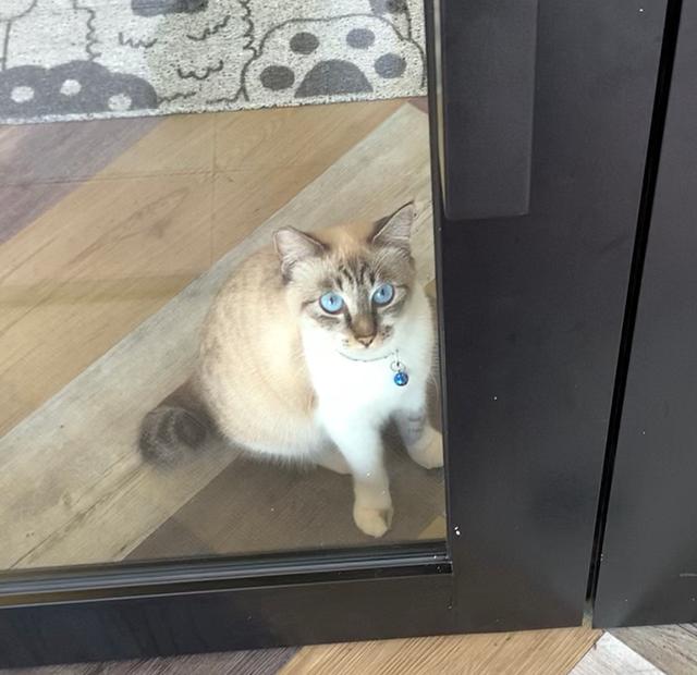 Photo of Wiyoyi Pet - Petaling Jaya, Selangor, Malaysia