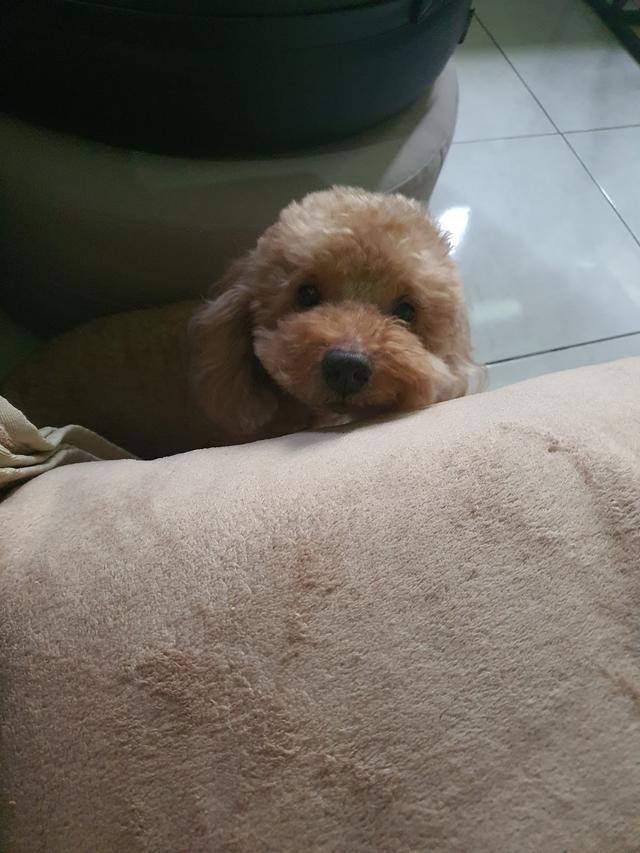 Photo of Yee Veterinary Clinic & Surgery - Petaling Jaya, Selangor, Malaysia