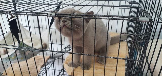 Photo of Z Cat Petshop - George Town, Penang, Malaysia