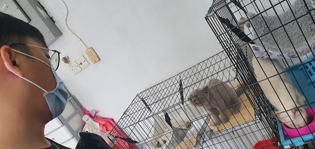 Photo of Z Cat Petshop - George Town, Penang, Malaysia