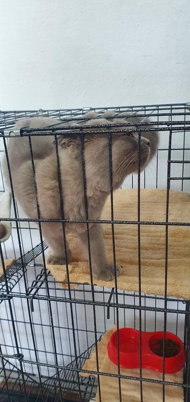 Photo of Z Cat Petshop - George Town, Penang, Malaysia