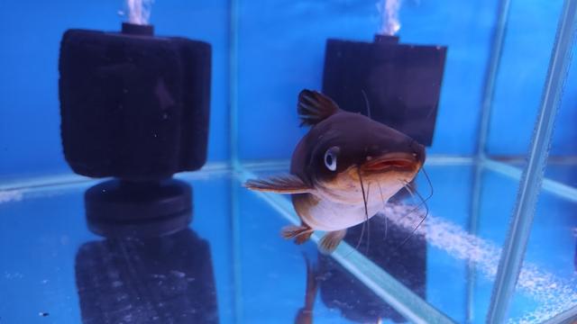 Photo of 国宝水族及宠物中心 Kok Poh Aquarium & Pets Shop - Kuala Lumpur, Kuala lumpur, Malaysia