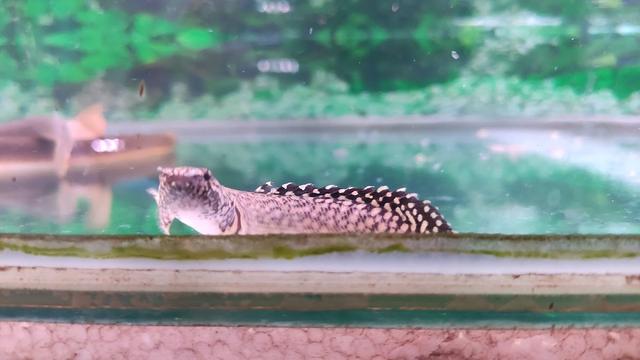 Photo of 国宝水族及宠物中心 Kok Poh Aquarium & Pets Shop - Kuala Lumpur, Kuala lumpur, Malaysia