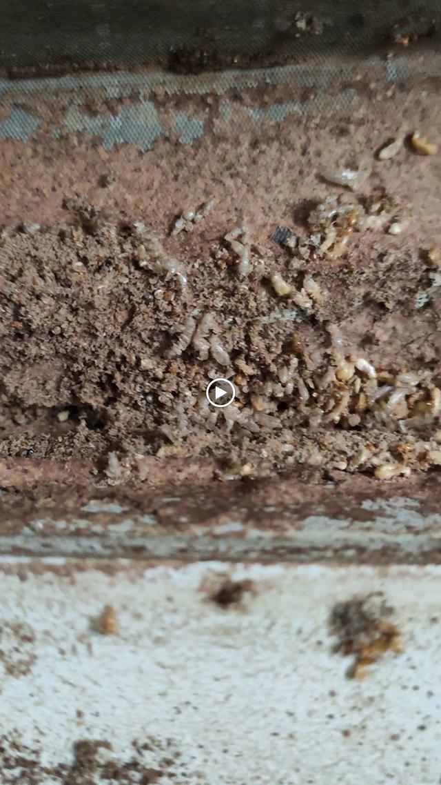 Photo of ABS pest control Setia Alam, Shah Alam (SS Pest Control Services) - Klang, Selangor, Malaysia