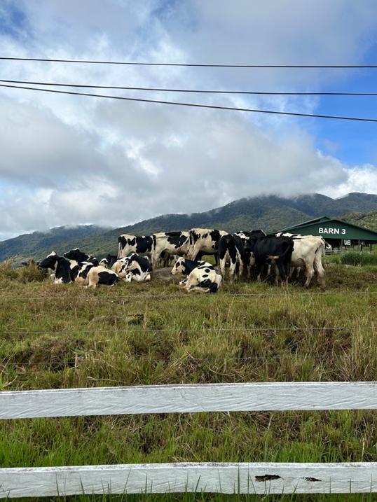 Photo of Ladang Tenusu Desa Cattle - Kundasang, Sabah, Malaysia
