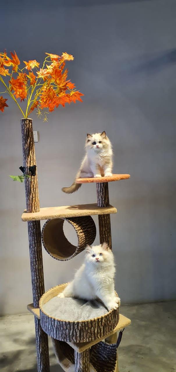 Photo of Amigo Pets House - Klang, Selangor, Malaysia