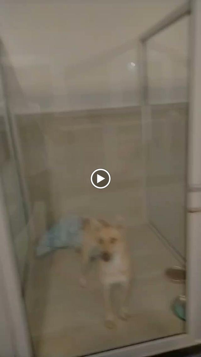 Photo of Avig's Pet Supplies - Puchong, Selangor, Malaysia