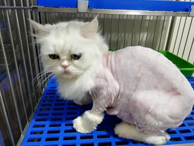 Photo of AZ Animal Clinic & Pet Hotel - Shah Alam, Selangor, Malaysia