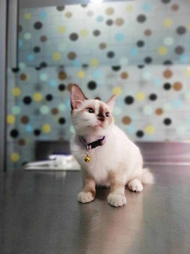 Photo of AZ Animal Clinic & Pet Hotel - Shah Alam, Selangor, Malaysia