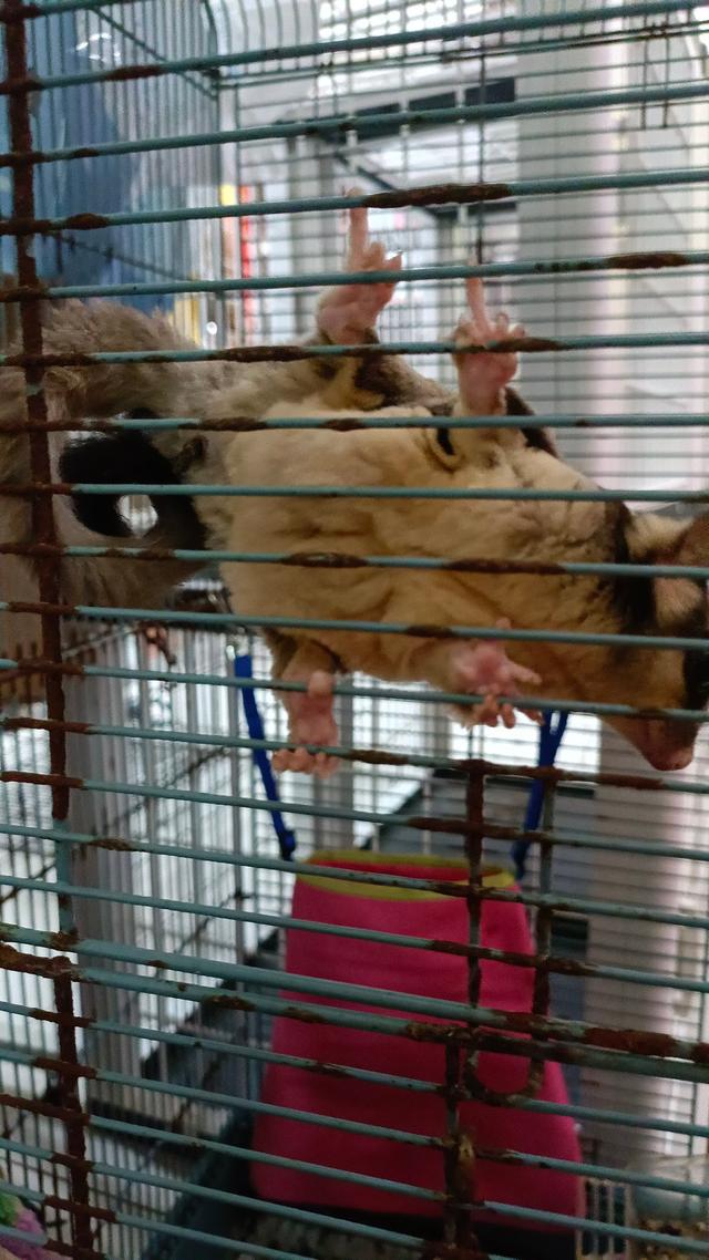 Photo of Babypetz kennels - Bukit Mertajam, Penang, Malaysia