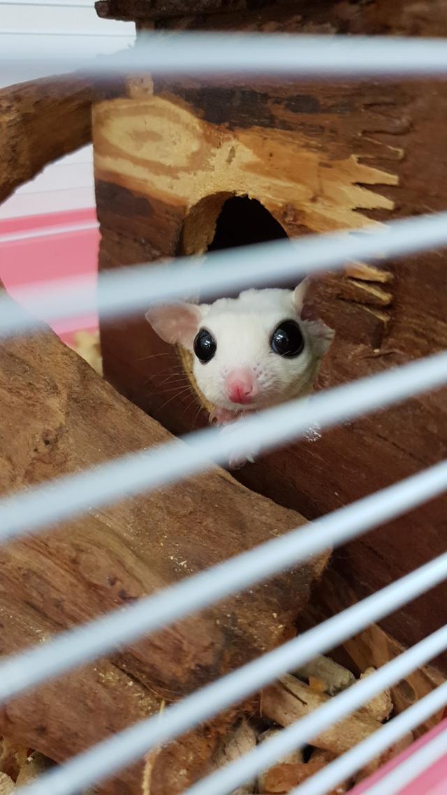Photo of Babypetz kennels - Bukit Mertajam, Penang, Malaysia
