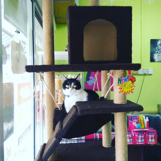 Photo of Bewuang Pet Shop - Puchong, Selangor, Malaysia