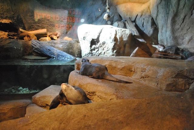 Photo of Blue Coral Aquarium KL Tower - Kuala Lumpur, Kuala lumpur, Malaysia