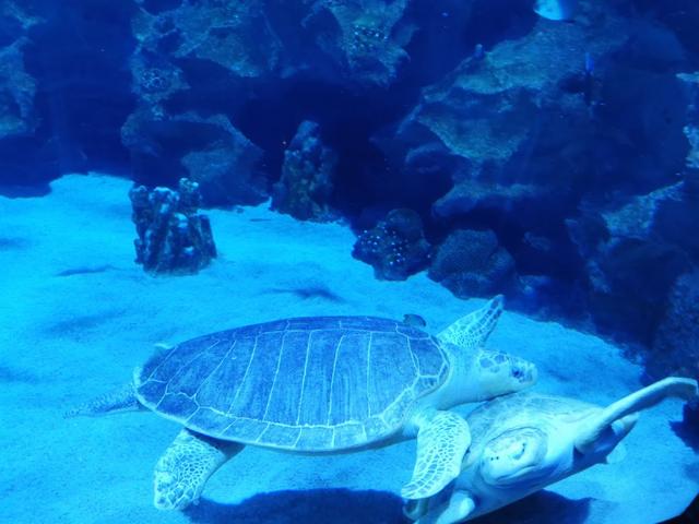 Photo of Blue Coral Aquarium KL Tower - Kuala Lumpur, Kuala lumpur, Malaysia