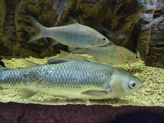 Photo of Blue Coral Aquarium KL Tower - Kuala Lumpur, Kuala lumpur, Malaysia