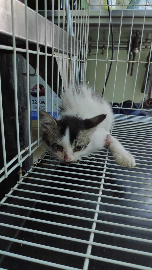 Photo of BPVC VETERINARY SERVICES SDN BHD - Puchong, Selangor, Malaysia