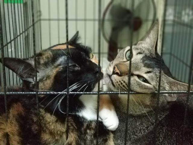 Photo of BPVC VETERINARY SERVICES SDN BHD - Puchong, Selangor, Malaysia