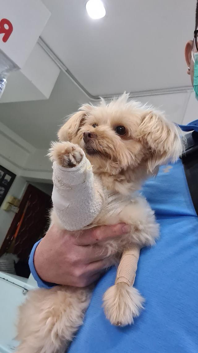 Photo of BPVC VETERINARY SERVICES SDN BHD - Puchong, Selangor, Malaysia