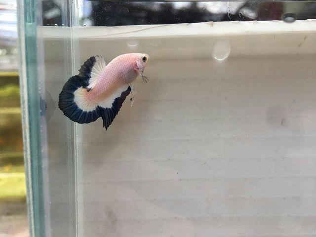 Photo of Casablanca - Shah Alam, Selangor, Malaysia