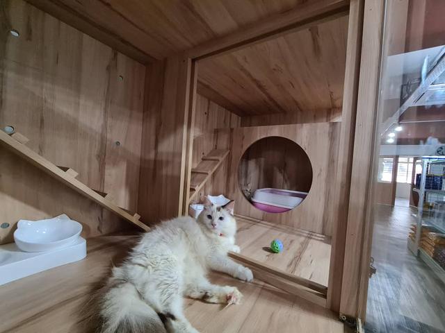 Photo of Catorameow - Shah Alam, Selangor, Malaysia