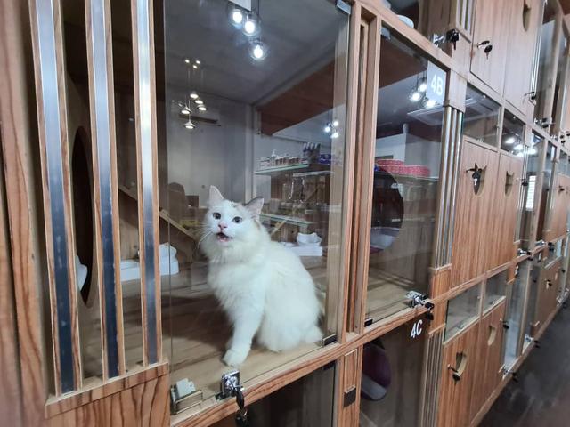 Photo of Catorameow - Shah Alam, Selangor, Malaysia