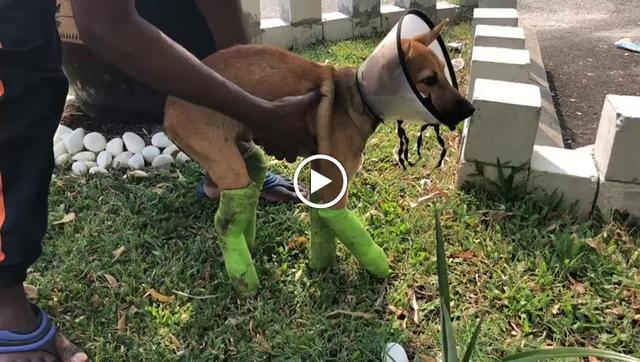 Photo of Claws Veterinary Clinic - Klang, Selangor, Malaysia