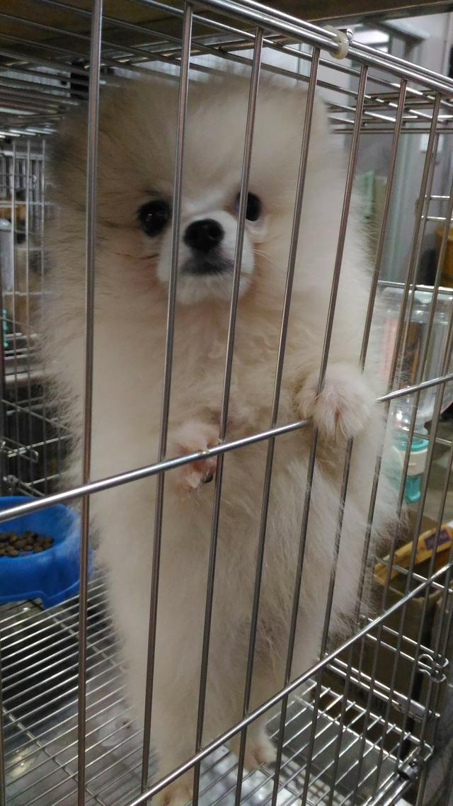 Photo of Cute Cute Pet Shop - Bukit Mertajam, Penang, Malaysia